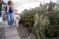 Discarded Christmas trees, London, UK.