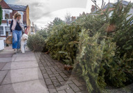 Discarded Christmas trees, London, UK.