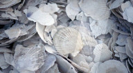 FEATURE -   Schutzhelm für Arbeiter aus recycelten Muscheln