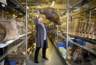A rare glimpse inside Britain's secret vault of whale skeletons