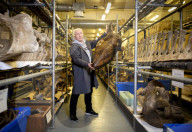 A rare glimpse inside Britain's secret vault of whale skeletons