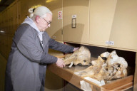 A rare glimpse inside Britain's secret vault of whale skeletons