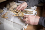 A rare glimpse inside Britain's secret vault of whale skeletons