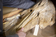 A rare glimpse inside Britain's secret vault of whale skeletons
