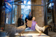 The Wild Escape at the Mammals Gallery, Natural History Museum, London
