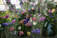 Orchid Festival: Cameroon at Kew Gardens, Princess of Wales Conservatory, London, UK.