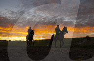 Racehorses are exercised on Epsom Downs, UK.
