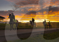 Racehorses are exercised on Epsom Downs, UK.