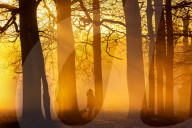 Fog and freezing conditions for London