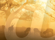 Fog and freezing conditions for London