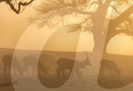 Fog and freezing conditions for London