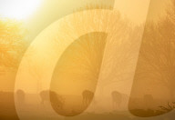 Fog and freezing conditions for London