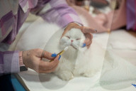 Brighton Boutique Cat Extravaganza an international cat competition in Sussex, UK.
