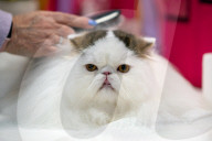Brighton Boutique Cat Extravaganza an international cat competition in Sussex, UK.