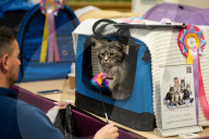 Brighton Boutique Cat Extravaganza an international cat competition in Sussex, UK.