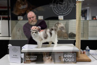 Brighton Boutique Cat Extravaganza an international cat competition in Sussex, UK.