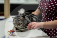 Brighton Boutique Cat Extravaganza an international cat competition in Sussex, UK.
