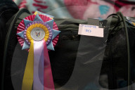 Brighton Boutique Cat Extravaganza an international cat competition in Sussex, UK.