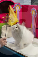 Brighton Boutique Cat Extravaganza an international cat competition in Sussex, UK.
