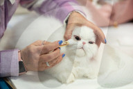Brighton Boutique Cat Extravaganza an international cat competition in Sussex, UK.