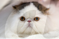 Brighton Boutique Cat Extravaganza an international cat competition in Sussex, UK.