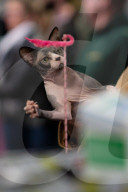 Brighton Boutique Cat Extravaganza an international cat competition in Sussex, UK.