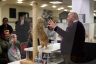 Brighton Boutique Cat Extravaganza an international cat competition in Sussex, UK.