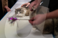 Brighton Boutique Cat Extravaganza an international cat competition in Sussex, UK.