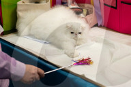 Brighton Boutique Cat Extravaganza an international cat competition in Sussex, UK.
