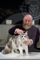 Brighton Boutique Cat Extravaganza an international cat competition in Sussex, UK.