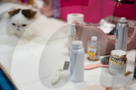 Brighton Boutique Cat Extravaganza an international cat competition in Sussex, UK.