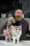 Brighton Boutique Cat Extravaganza an international cat competition in Sussex, UK.