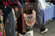 Brighton Boutique Cat Extravaganza an international cat competition in Sussex, UK.
