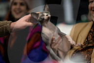 Brighton Boutique Cat Extravaganza an international cat competition in Sussex, UK.