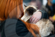 Brighton Boutique Cat Extravaganza an international cat competition in Sussex, UK.