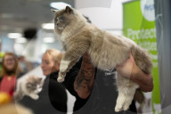 Brighton Boutique Cat Extravaganza an international cat competition in Sussex, UK.