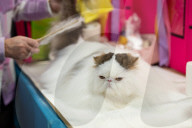 Brighton Boutique Cat Extravaganza an international cat competition in Sussex, UK.