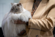 Brighton Boutique Cat Extravaganza an international cat competition in Sussex, UK.