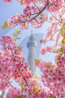 FEATURE - Tokyo Skytree mit blühenden Kirschblüten in Oshiage, Tokyo
