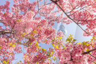FEATURE - Tokyo Skytree mit blühenden Kirschblüten in Oshiage, Tokyo