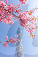 FEATURE - Tokyo Skytree mit blühenden Kirschblüten in Oshiage, Tokyo