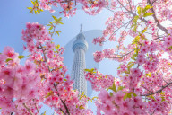 FEATURE - Tokyo Skytree mit blühenden Kirschblüten in Oshiage, Tokyo