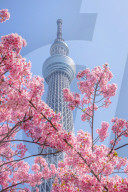 FEATURE - Tokyo Skytree mit blühenden Kirschblüten in Oshiage, Tokyo