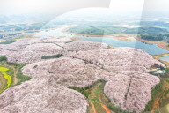 FEATURE - In voller Pracht: Kirschblüte in Guiyang