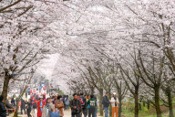 FEATURE - In voller Pracht: Kirschblüte in Guiyang