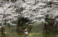 FEATURE - In voller Pracht: Kirschblüte in Guiyang