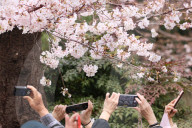 FEATURE - Kirschblütenfest in Tokio
