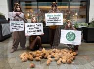 Whole Foods 'Monkey Business' has PETA dumping coconuts outside London store, UK. 