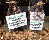 Whole Foods 'Monkey Business' has PETA dumping coconuts outside London store, UK. 