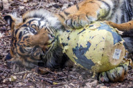 Easter Egg hunt at London Zoo, London, UK.